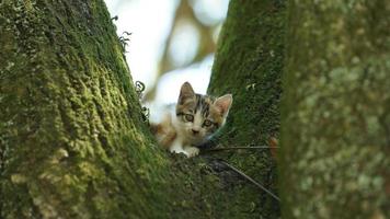 Zwei süße kleine Katzen, die zum Ausruhen auf den Baum klettern foto