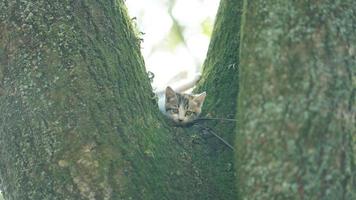 Zwei süße kleine Katzen, die zum Ausruhen auf den Baum klettern foto