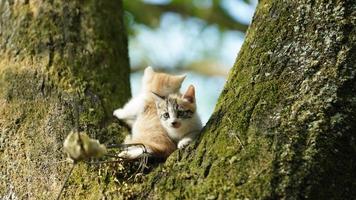 Zwei süße kleine Katzen, die zum Ausruhen auf den Baum klettern foto