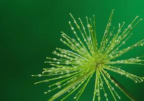 frische Pflanze mit Wassertropfen auf grünem Hintergrund foto