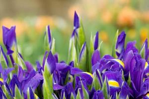 Iris lebende wachsende Frühlingspflanzen mit geöffnetem lila Blumenhintergrund foto