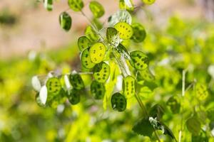 Lunaria grüne Blumen