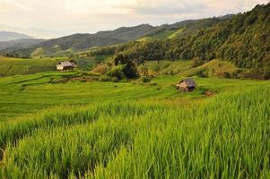 Reisfelder bei Sonnenuntergang foto