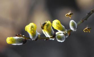 Bienen fliegen zu Weiden-, Korbweiden- und Fahlpflanzen