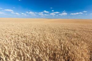 goldenes Reisfeld bereit zur Ernte mit blauem Himmel