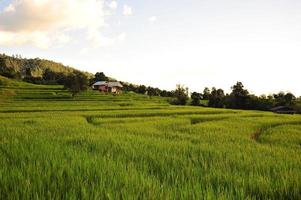 Reisterrassenfelderlandschaft auf dem Berg foto