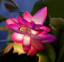 rosa Blume der Feiertagskaktuspflanze foto