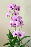 rosa Orchidee foto