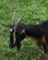 Profil einer Pygmäenziege auf einem Bauernhofgebiet foto
