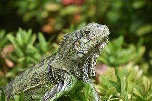 Seitenprofil eines Leguans auf Aruba foto