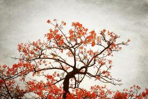rote Blume, die auf dem Baum im Weinlese blüht foto