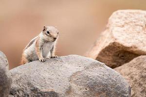 Grundeichhörnchen, das auf einem Felsen steht foto