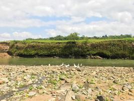 ein paar Gänse suchen am Ufer des Flusses nach Futter foto