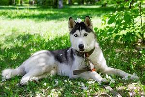 Lustiger grauer und weißer Husky-Hund mit weißen Blumen auf dem Kopf auf einem Gras in einem Park. foto