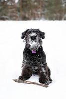 schwarzer Zwergschnauzer spielt mit Stock im Winterpark. foto