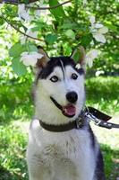 Porträt eines lächelnden grau-weißen Husky-Hundes in einem Garten mit blütenweißen Blüten des Apfelbaums. foto