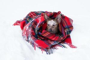 kleiner Hund mit großen Ohren, eingewickelt in rot kariertes Plaid auf einem Schnee. foto