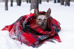 kleiner Hund mit großen Ohren, eingewickelt in rot kariertes Plaid auf einem Schnee im Winterwald. foto