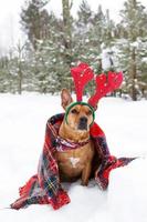 Porträt des amerikanischen Staffordshire-Terriers mit roten Hirschhörnern, die in rot kariertes Plaid auf einem Schnee im Winterwald gehüllt sind. foto