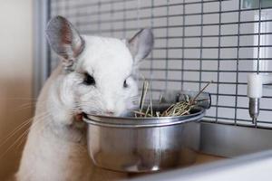 Die süße weiße Chinchilla frisst in ihrem Haus Heu aus einer Metallschüssel. foto