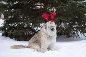 Der langhaarige südrussische Schäferhund trägt rote Hirschhörner auf dem Hintergrund einer großen Tanne in einem Winterpark. weihnachts- und neujahrssymbol. foto