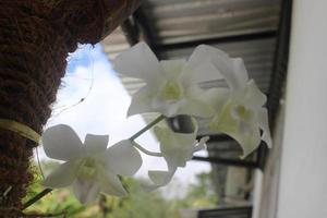 Selektiver Fokus der schönen weißen Dendrobium nobile Orchideenblüte im Garten auf verschwommenem Hintergrund. foto
