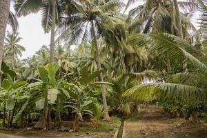 Kokospalmen und Bananenstauden in Salalah, Oman foto