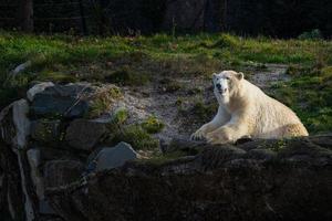 weißer Bär auf den Felsen, liegender Eisbär auf einem Felsen foto