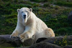 weißer Bär auf den Felsen, liegender Eisbär auf einem Felsen foto