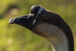 Nahaufnahme einer großen grauen erwachsenen Gans foto