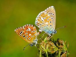 schöner Schmetterling foto
