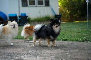 der pommersche steht vor dem haus und ist ein sehr aufmerksamer hund. foto