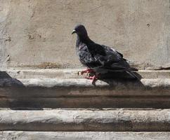 Haustaubenwissenschaftler. name columba livia domestica vogel tier foto