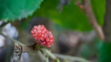 Hintergrund unscharf Brasilianische Brombeere Morus Celtidifolia foto