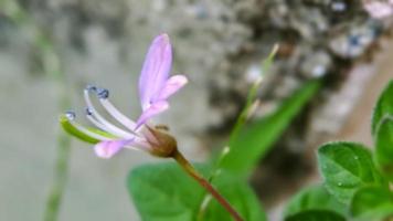 hintergrund unscharf cleome rutidosperma gesäumte spinnenblume foto