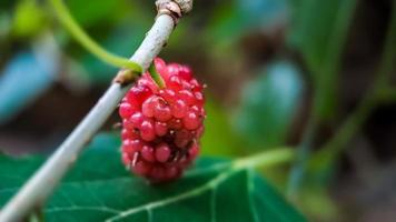 Brasilianische Brombeere Morus Celtidifolia auf Maulbeere Nahaufnahme, Makrofoto der brasilianischen Brombeere oder Maulbeere foto