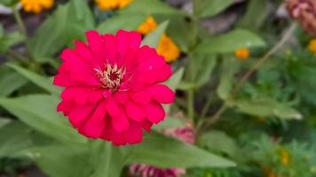 zinnia elegans reichlich rot foto