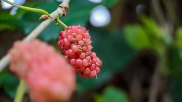 Brasilianische Brombeere Morus Celtidifolia auf Maulbeere Nahaufnahme, Makrofoto der brasilianischen Brombeere oder Maulbeere foto