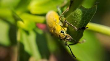 Käfer auf einem trockenen Blatt. gelbes Käferinsekt mit dem lateinischen Namen Curculionidae foto