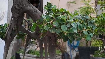 Ficus der grünen Insel ist auch als Ficus microcarpa bekannt. Diese Pflanze stammt aus Südchina und den Inseln Ozeaniens foto