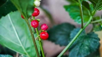 peinlich rivina oder taubenbeere oder blutbeere, morgens makro im garten geschossen foto