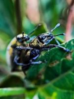 Makrogrüne Käfer, die sich auf einem grünen Blattbaumzweig paaren foto