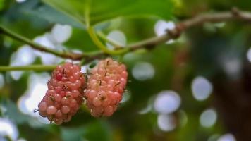 Brasilianische Brombeere Morus Celtidifolia auf Maulbeere Nahaufnahme, Makrofoto der brasilianischen Brombeere oder Maulbeere foto