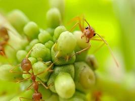 kleine rote Feuerameise foto