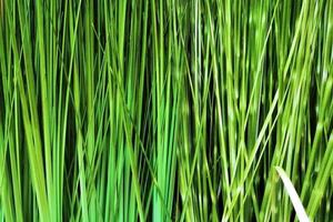 frischer grüner Grasnahaufnahmehintergrund oder -beschaffenheit foto