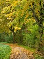 Herbstzeit an einem Fluss in Deutschland foto