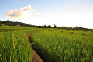 Reisfelder bei Sonnenuntergang foto