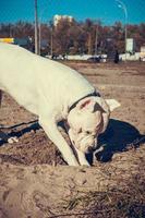 Wunderschöner White Staff Terrier, der auf dem Hundetrainingsplatz spielt. gefährliche Hunderasse. Gesundes und aktives Haustier foto