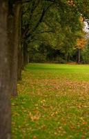 herbstpark mit grünem gras auf der wiese und den bäumen foto