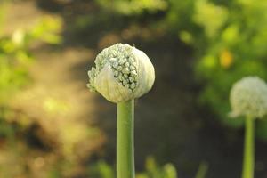 Allium Sativum, wissenschaftlicher Name der Blume Knoblauch foto